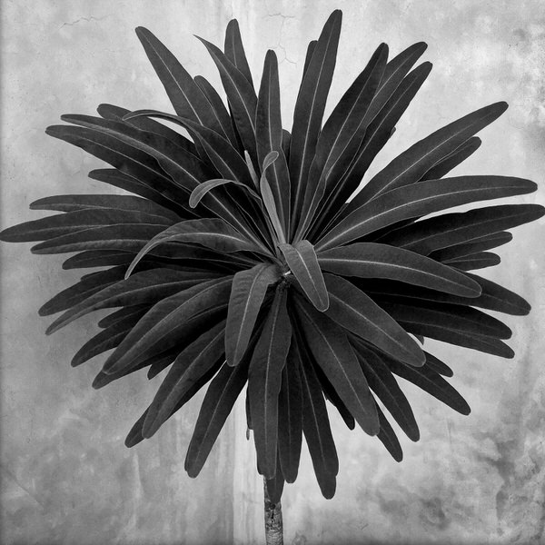 Photograph Cat Gwynn Euphorbia on One Eyeland