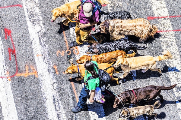 Photograph Mitchell Funk Dog Walkers High Angle View on One Eyeland