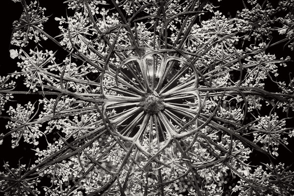 Photograph Larry Hamill Dried Flower 3 on One Eyeland