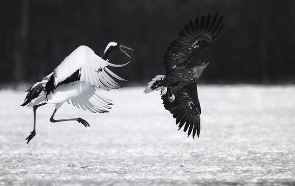 Photograph Suk Eun Kim Runaway on One Eyeland