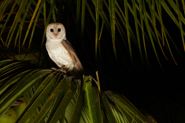 Photograph Sudhanva R Atri Urbal Male Barn Owl on One Eyeland