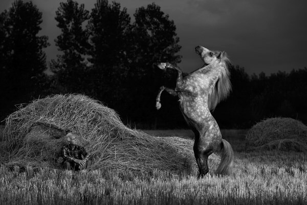 Photograph Colin Barker Caspian Stallion In Rice Field on One Eyeland