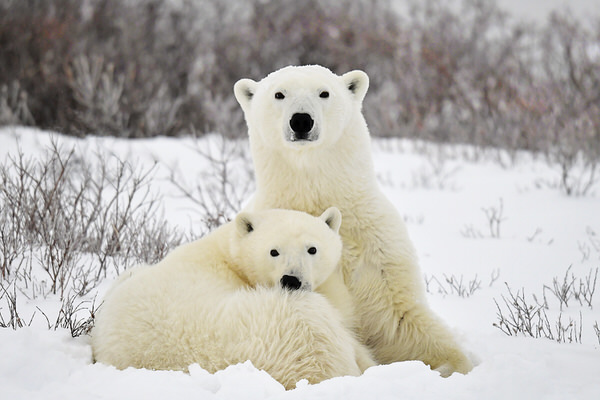 Photograph Michelle Valberg Mother Love on One Eyeland