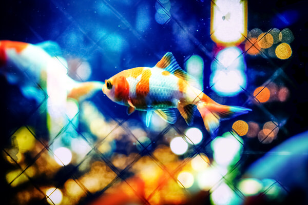 Photograph Hiro Kazuki Float on One Eyeland