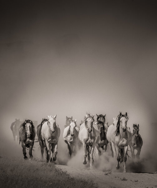 Photograph Bev Pettit Onaqui Wild Horses on One Eyeland