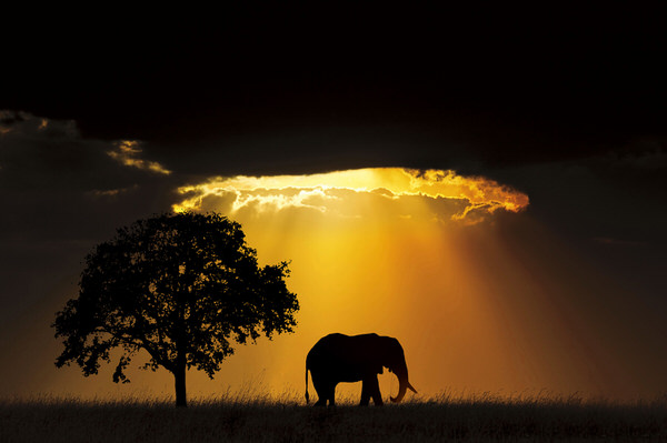 Photograph Riya Sharma Majestic Elephant on One Eyeland