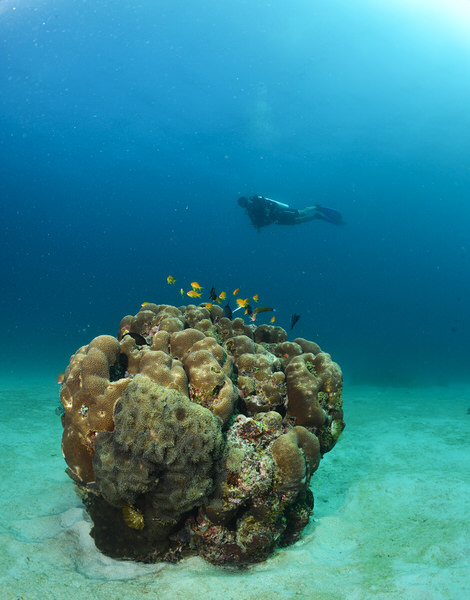 Photograph Chethan Jayaramu Underwater Photography on One Eyeland