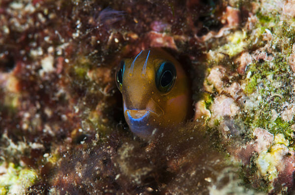 Photograph Chethan Jayaramu Midas Blenny on One Eyeland