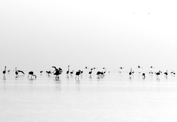 Photograph Bhavya Joshi Black Flamingos on One Eyeland
