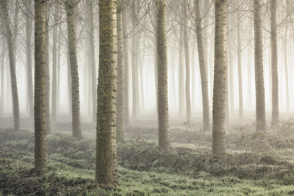 Photograph Fiorenzo Carozzi Woodland on One Eyeland