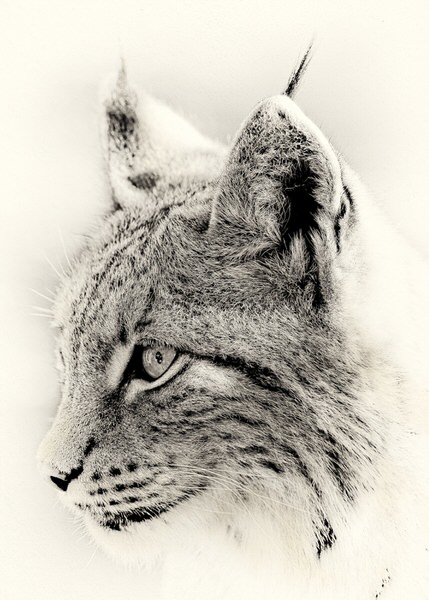 Photograph Michel Bochet Merand Lynx on One Eyeland