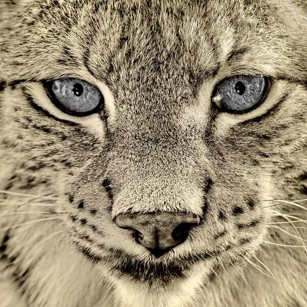 Photograph Michel Bochet Merand Steel Eyes on One Eyeland