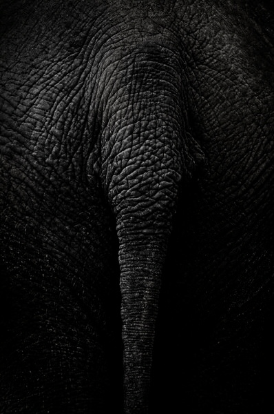 Photograph Michel Bochet Merand Back In Black on One Eyeland