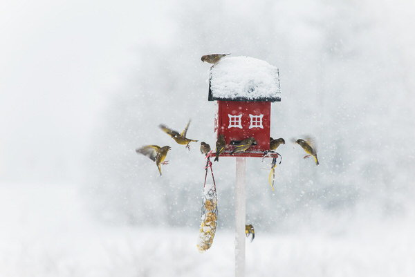 Photograph Niko Puumalainen Food Time on One Eyeland