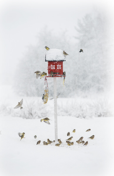Photograph Niko Puumalainen Birds on One Eyeland