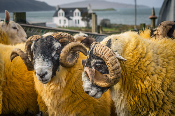 Photograph Laurence Winram Alastairs Orange Sheep On Harris on One Eyeland