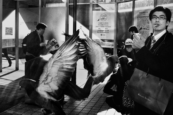 Photograph Tatsuo Suzuki Two Pigeon on One Eyeland