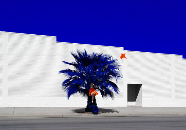 Photograph Reine Paradis Palm on One Eyeland