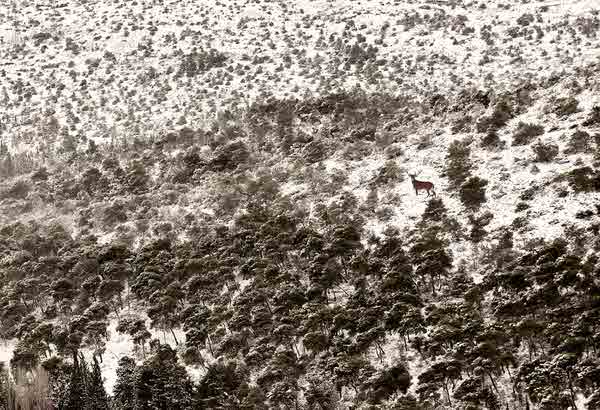 Photograph Spyros Mouzakitis Snow Deer on One Eyeland