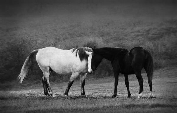 Photograph Peter Svoboda Tendernes For Black And White on One Eyeland
