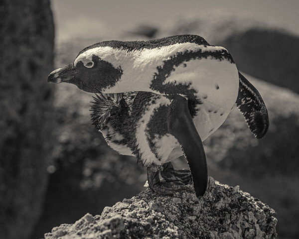 Photograph Antti Viitala African Penguin on One Eyeland