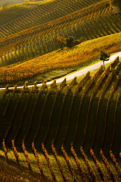 Photograph Paolo Iommelli Paesaggio Rurale on One Eyeland