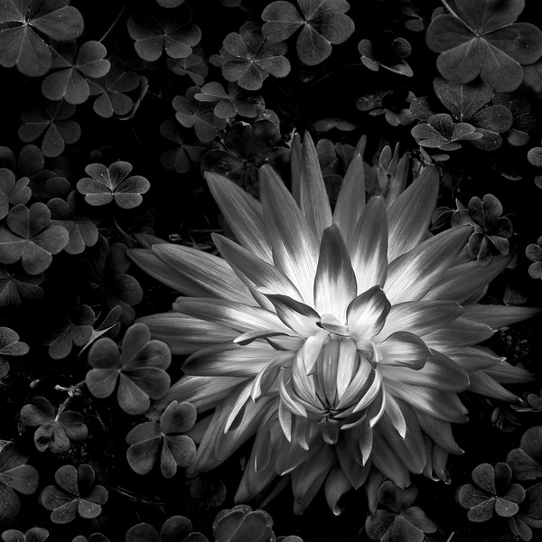 Photograph Cole Thompson Flaming Dahlia on One Eyeland