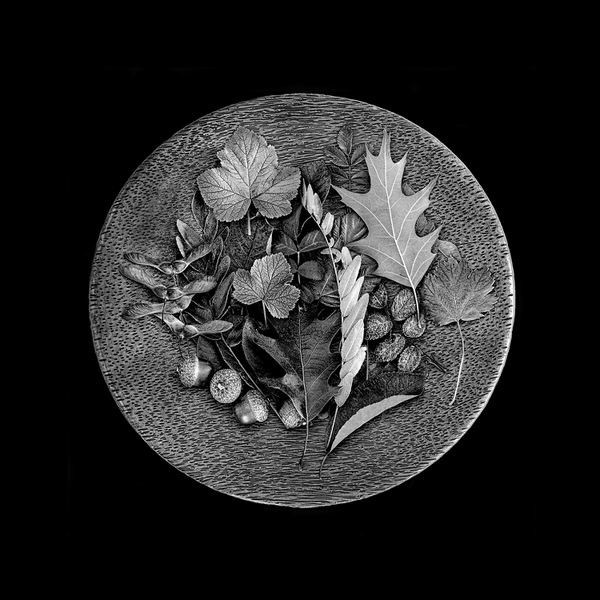 Photograph Cole Thompson Plate Of Leaves on One Eyeland