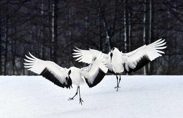 Photograph Suk Eun Kim Proud on One Eyeland