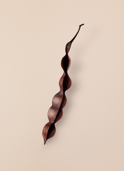 Photograph Tal Silverman Bean Pod on One Eyeland