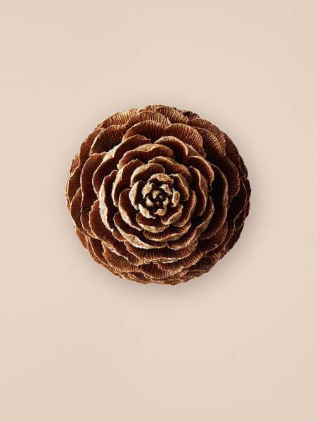 Photograph Tal Silverman Pine Cone on One Eyeland