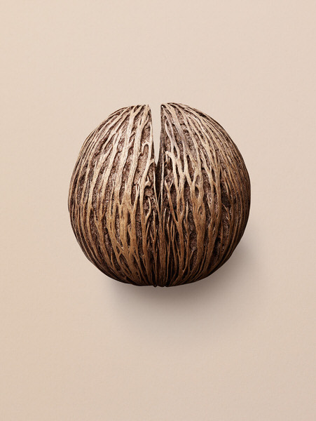Photograph Tal Silverman Pong Pong Pod on One Eyeland