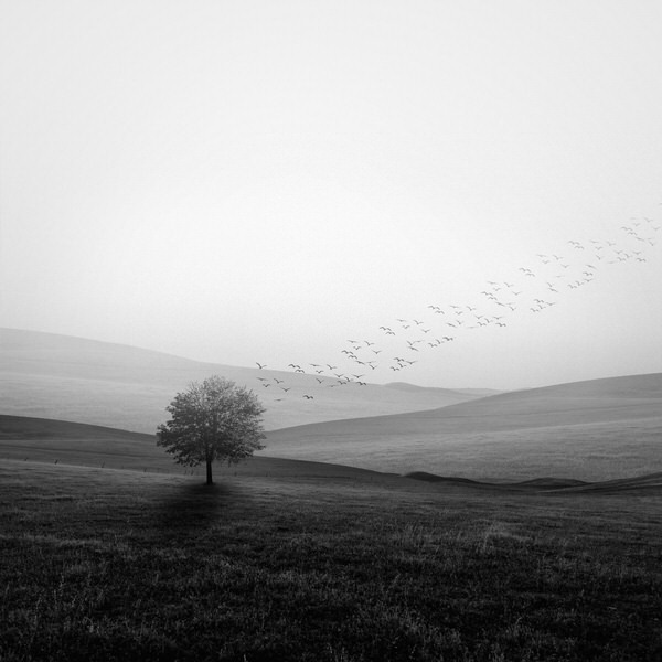 Photograph Agniribe Mada Winter  Tree on One Eyeland