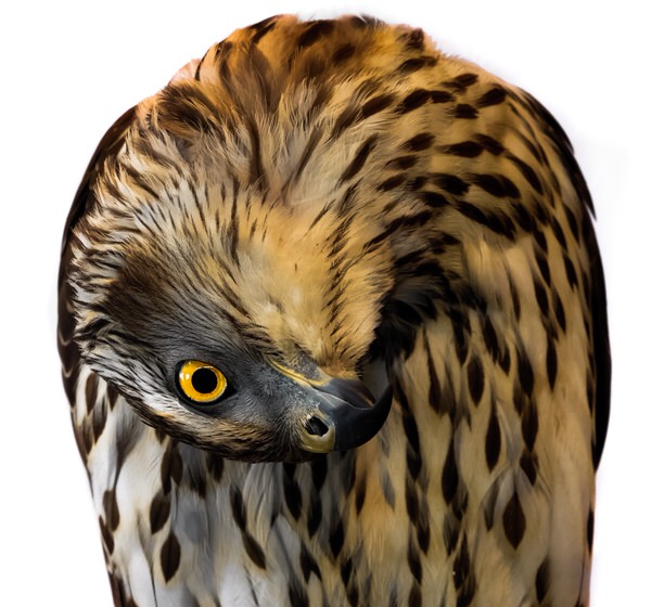 Photograph Yoshitaka Aida Redtailed Hawk on One Eyeland