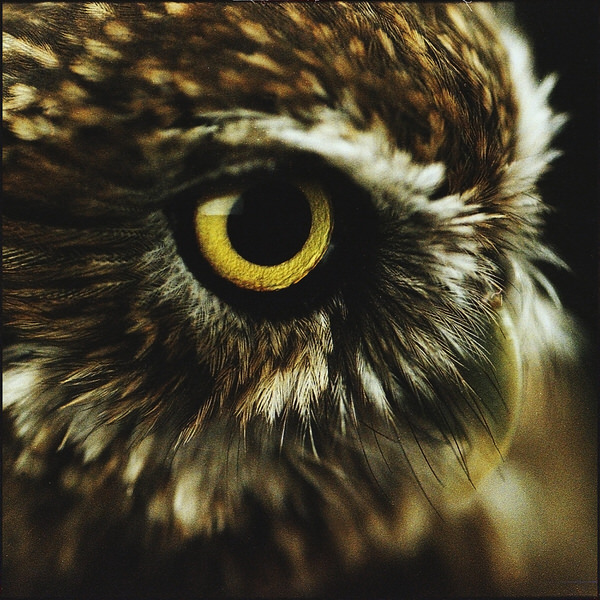 Photograph Damian Hovhannisyan Owl on One Eyeland