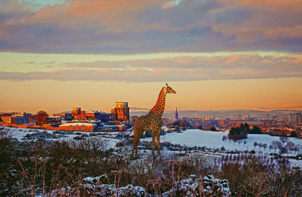 Photograph Lee Howell Walk On The Wildside 6 on One Eyeland