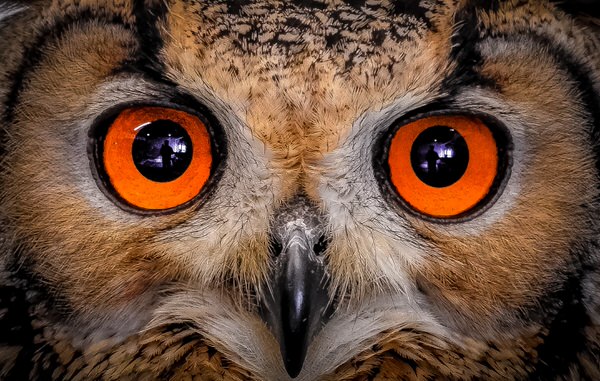 Photograph Yoshitaka Aida Owl on One Eyeland
