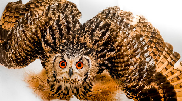 Photograph Yoshitaka Aida Owl on One Eyeland