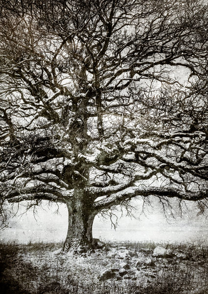 Photograph Aasmund Kvarnstrom Tree In Snowfall on One Eyeland
