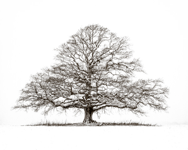 Photograph Aasmund Kvarnstrom Stand Alone on One Eyeland