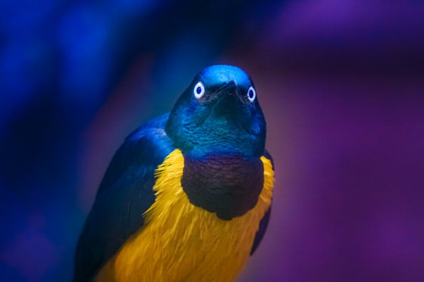 Photograph Yoshitaka Aida A Bird on One Eyeland