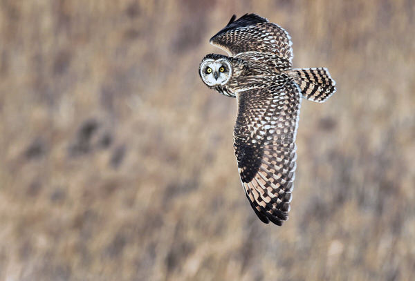 Photograph Suk Eun Kim Eye To Eye on One Eyeland