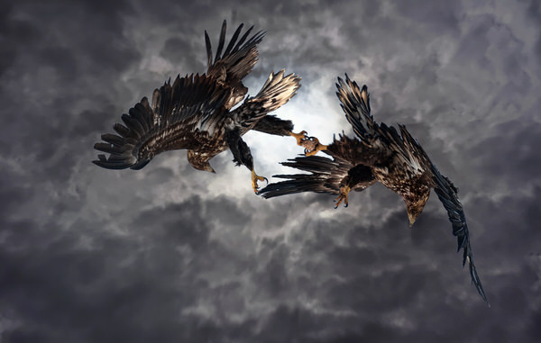 Photograph Suk Eun Kim Competition Of Chaos on One Eyeland