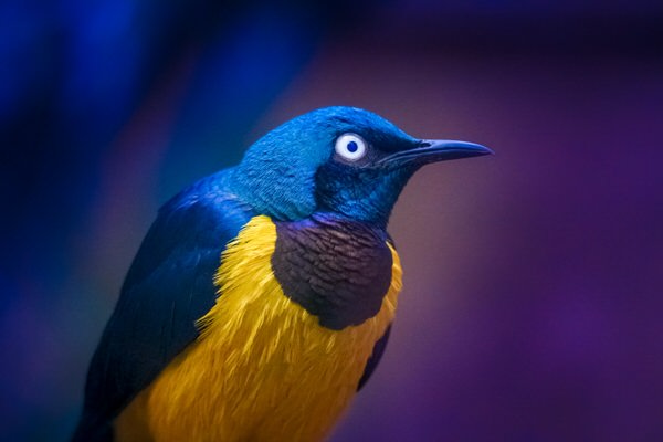Photograph Yoshitaka Aida A Bird on One Eyeland
