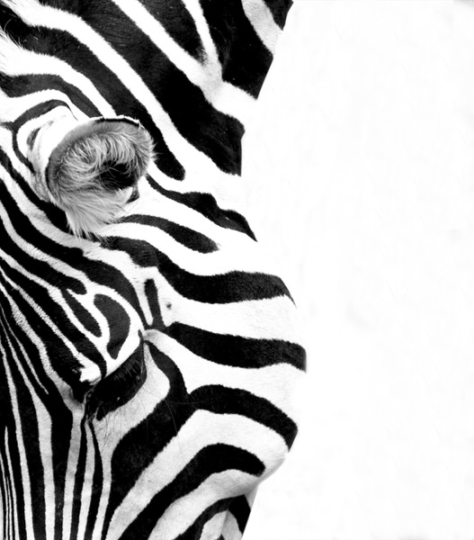 Photograph Nindan Ranganathan Zebra on One Eyeland