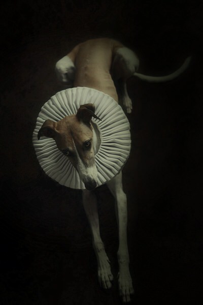 Photograph Reiny Bourgonje Charlie on One Eyeland