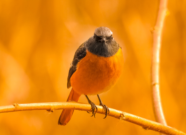 Photograph Yoshitaka Aida A Bird At The Sunset on One Eyeland