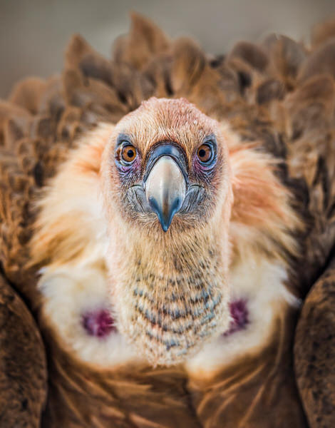 Photograph Alex De Pedro Vulture Portrait on One Eyeland