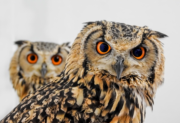Photograph Yoshitaka Aida Owl Brothers on One Eyeland