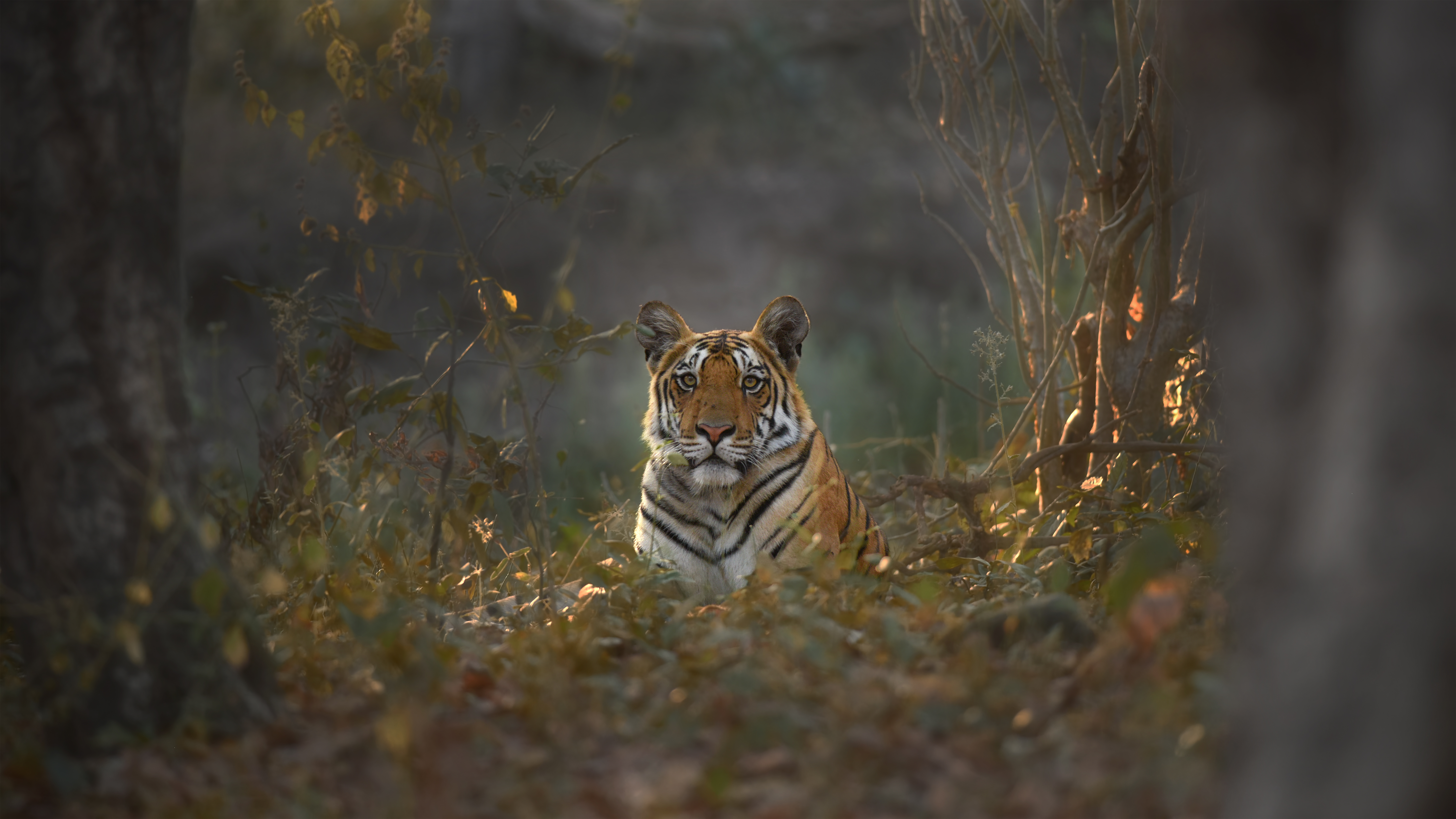 Photograph Sarosh Lodhi The King In His  Lair on One Eyeland